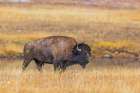 Bison along Fairy Creek in Yellowstone National Park. Art Print